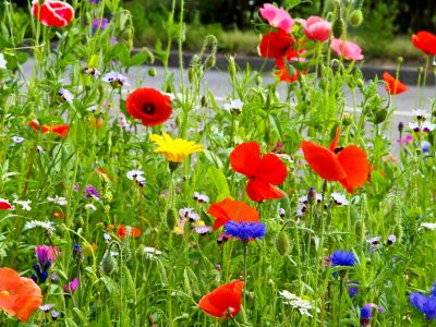 Wildblumen am Straßenrand