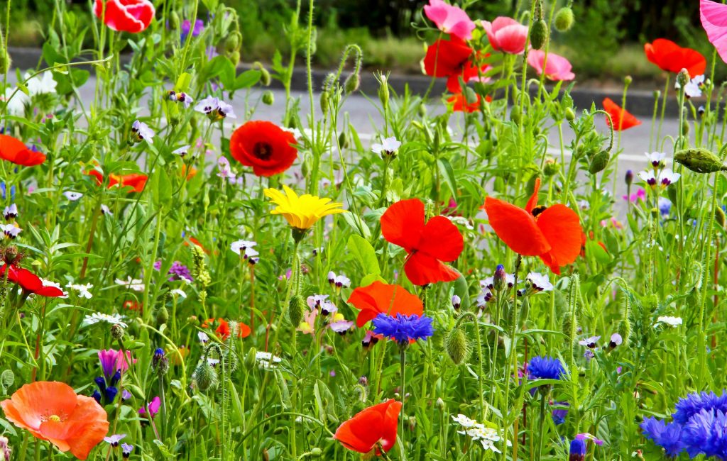 Wildblumen am Straßenrand